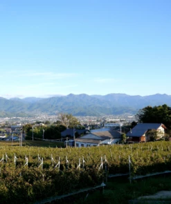 Lumière Koshu Sparkling -UK Liquor Sales 2024 lumi re koshu sparkling japan